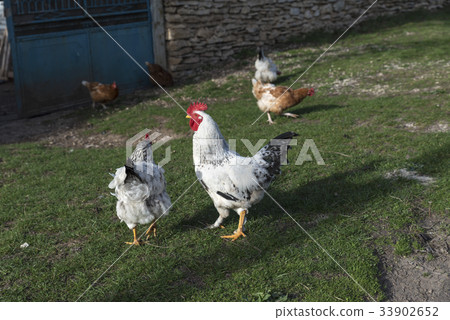 White Rooster Village Free Hens 33902652