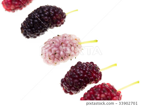 Mulberry berry on a white background Mulberry berry on a white background 33902701