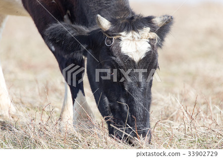 Cow on the pasture in the field Cow on the pasture in the field 33902729