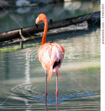 Pink flamingo on a pond in nature 33902805