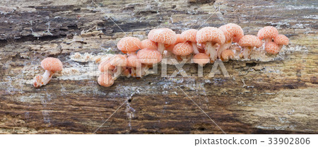 Rosy veincap (Rhodotus palmatus) 33902806