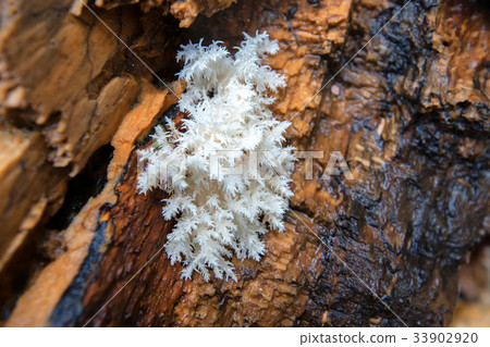 Coral spine fungus or Hericium coralloides 33902920