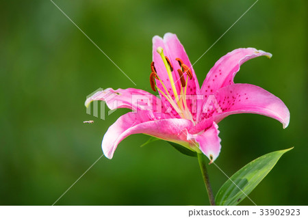 Close up pink Lily or Lilium flower Close up pink Lily or Lilium flower 33902923