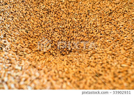 Close up golden wheat grain Close up golden wheat grain 33902931