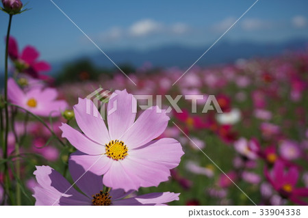 Cosmos cosmos of nose high view flower hill 33904338