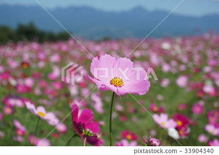 鼻子高視圖花小山波斯菊波斯菊 鼻子高視圖花小山波斯菊波斯菊 33904340