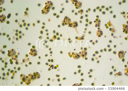 Solar worm and green algae Solar worm and green algae 33904466
