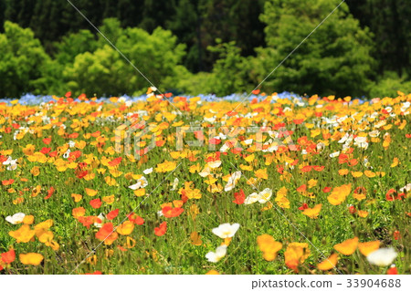 罌粟2865 罌粟2865 33904688