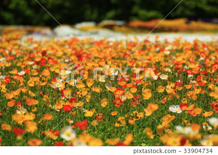 Poppy 2940 Poppy 2940 33904734