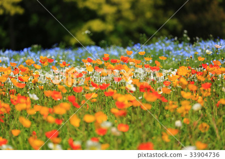 Poppy 2944 Poppy 2944 33904736