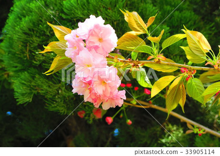 前田東公園的櫻花 前田東公園的櫻花 33905114