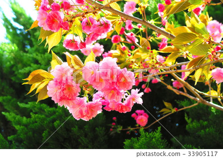 前田東公園的櫻花 前田東公園的櫻花 33905117