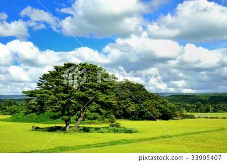 Ikebana Kujukushima 33905407