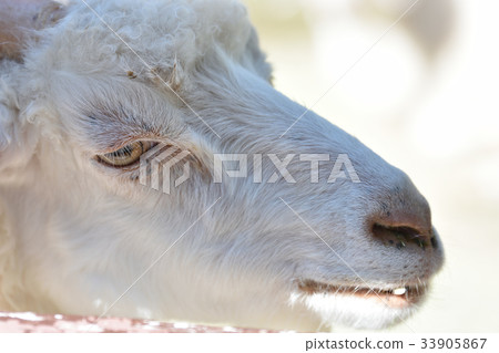 Goat Goat 33905867