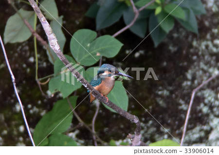 Winter kingfisher, salmon Winter kingfisher, salmon 33906014
