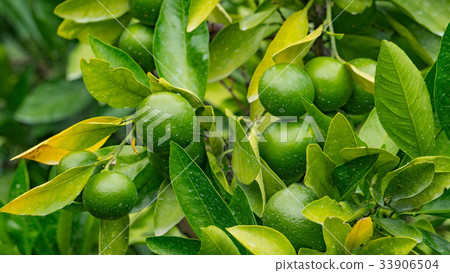 樹上生長的未成熟的橘子/果實生長過程和農作物圖像材料 樹上生長的未成熟的橘子/果實生長過程和農作物圖像材料 33906504