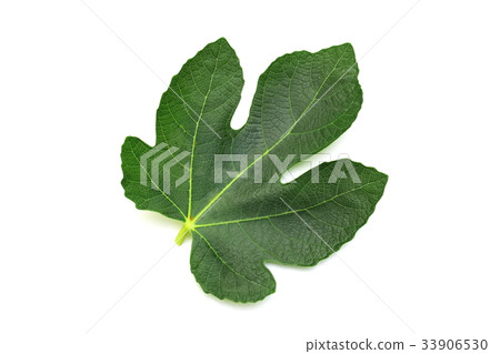 無花果葉 33906530