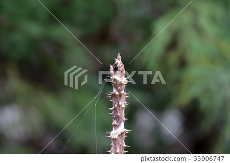 冬青苔芽 冬青苔芽 33906747