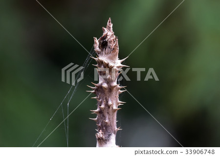 冬青苔芽 冬青苔芽 33906748