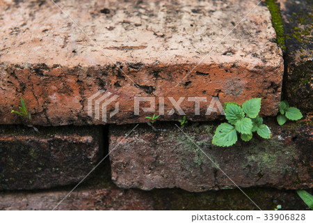 Little green plant on red brick wall. Little green plant on red brick wall. 33906828