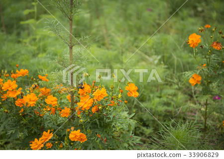 Close up of yellow, orange cosmos flowers Close up of yellow, orange cosmos flowers 33906829