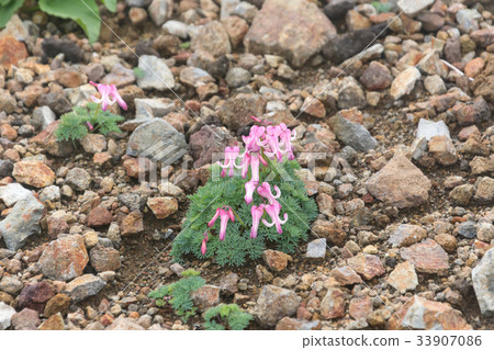Cumkusa Cumkusa 33907086