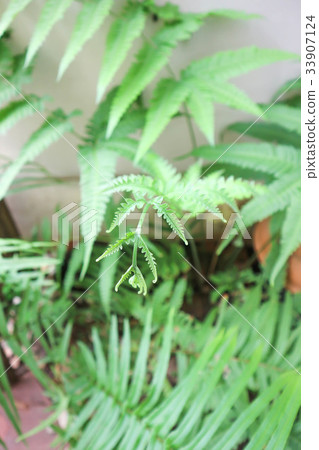 fern plant in the garden 33907124