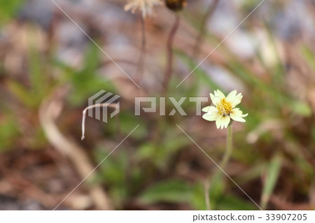 daisy field daisy field 33907205