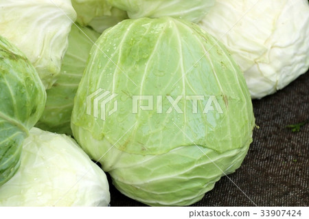 fresh cabbage at market fresh cabbage at market 33907424