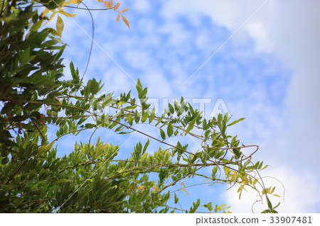 autumn sky autumn sky 33907481
