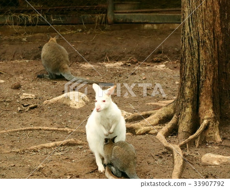 Kangaroo Kangaroo 33907792
