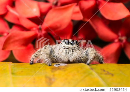Jumping Spider Hyllus on a yellow leaf red flower Jumping Spider Hyllus on a yellow leaf red flower 33908454