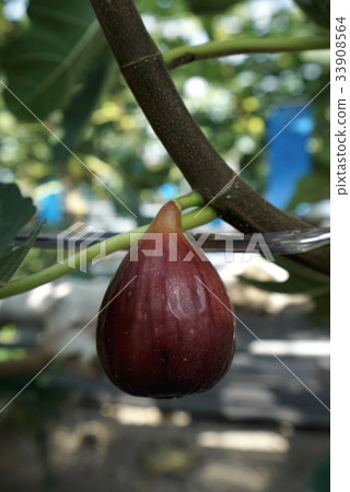 Fig (no fruit) 33908564