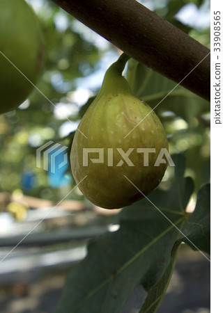 圖（沒有水果） 33908565