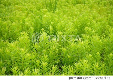 夏草 夏草 33909147