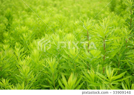 夏草 夏草 33909148