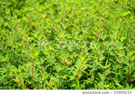 夏草2 夏草2 33909215