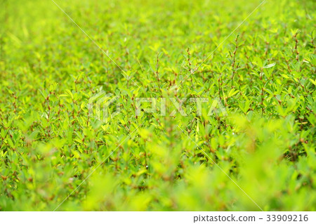 夏草3 夏草3 33909216