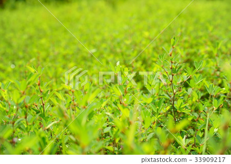 夏草4 夏草4 33909217