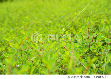 夏草5 夏草5 33909218