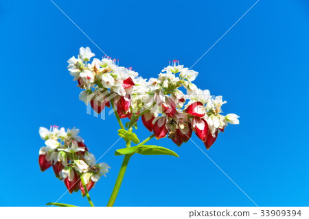蕎麥蕎麥麵 33909394
