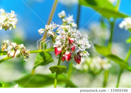 蕎麥花 33909396