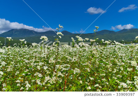 Buckwheat flower soba field 33909397