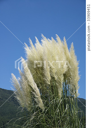 Shiroganeyoshi又名潘帕斯草 33909451