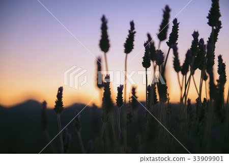 Beautiful deep purple lavender plants in nature. Beautiful deep purple lavender plants in nature. 33909901