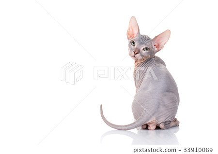 bald sphinx cat on white bald sphinx cat on white 33910089