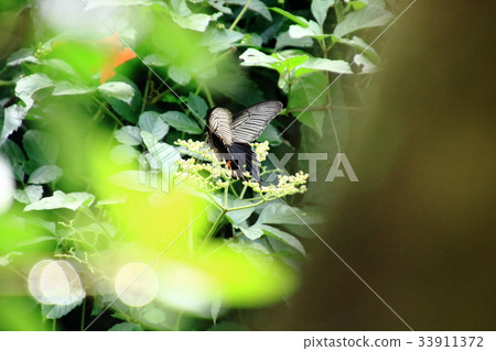 Black Swallowtail, Swallowtail Butterfly, Butterfly, Black Swallowtail, Swallowtail Butterfly, Butterfly, 33911372
