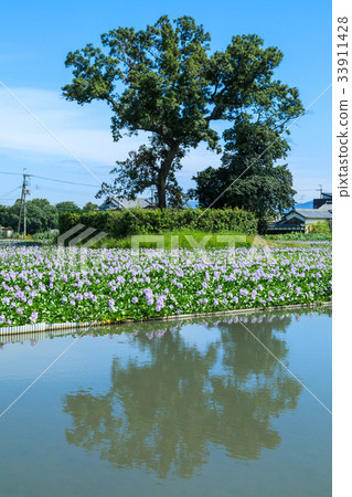 Honyakushi Temple ruins water hyacinth 33911428
