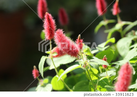  Cat tail 33911623