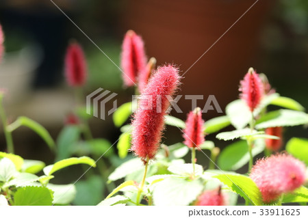 Cat tail Cat tail 33911625